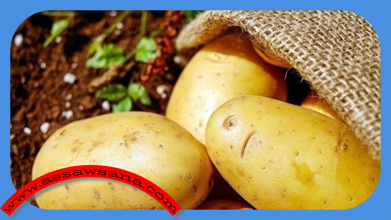 فوائد البطاطا للجسم 