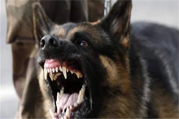 مصر: كلب مسعور يعقر 12 شخصا بينهم أطفال