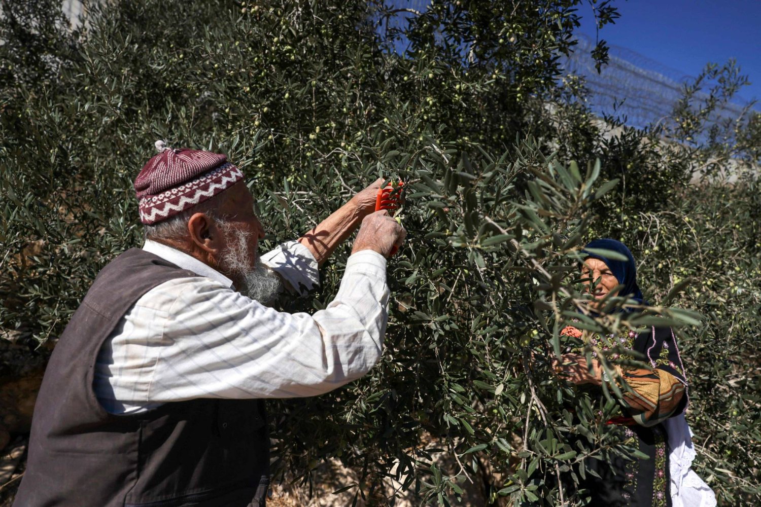 فلسطيني يقطف الزيتون من حقله في قرية غرب الخليل