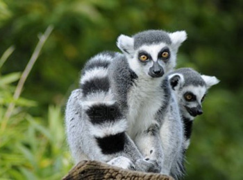 حيوان نادر مهدد بالانقراض في مدغشقر
