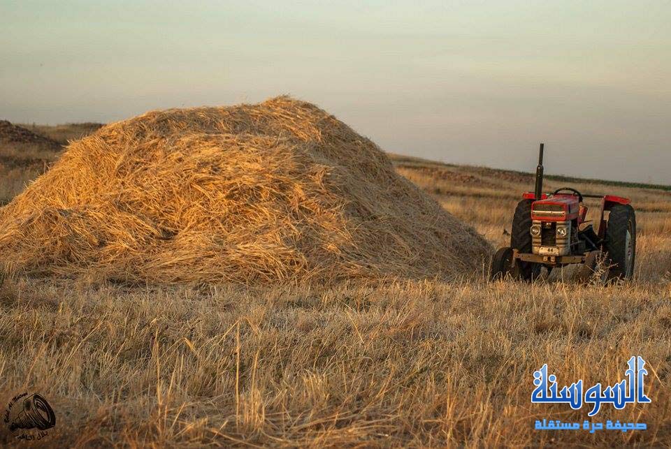 موسم الحصاد في الاردن